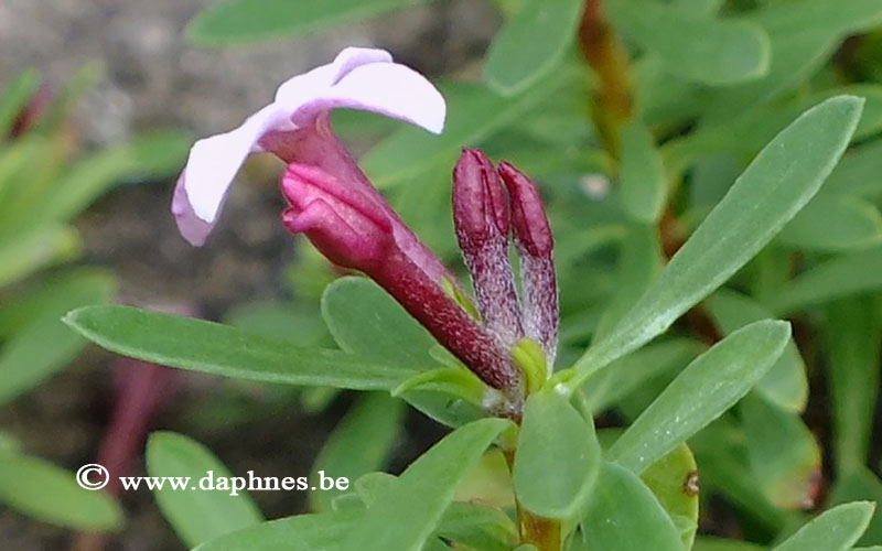 Daphne jasminea x D. cneorum